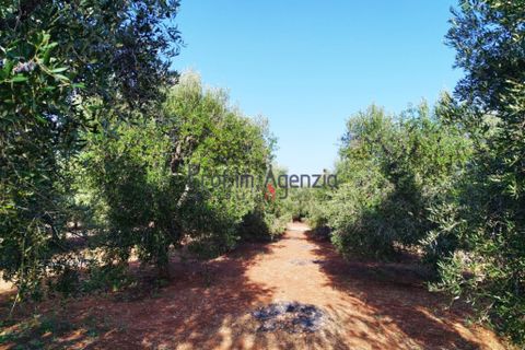 Landejendom i Carovigno, Brindisi, Carovigno - € 140.000 | Ref: 122621 - foto 11